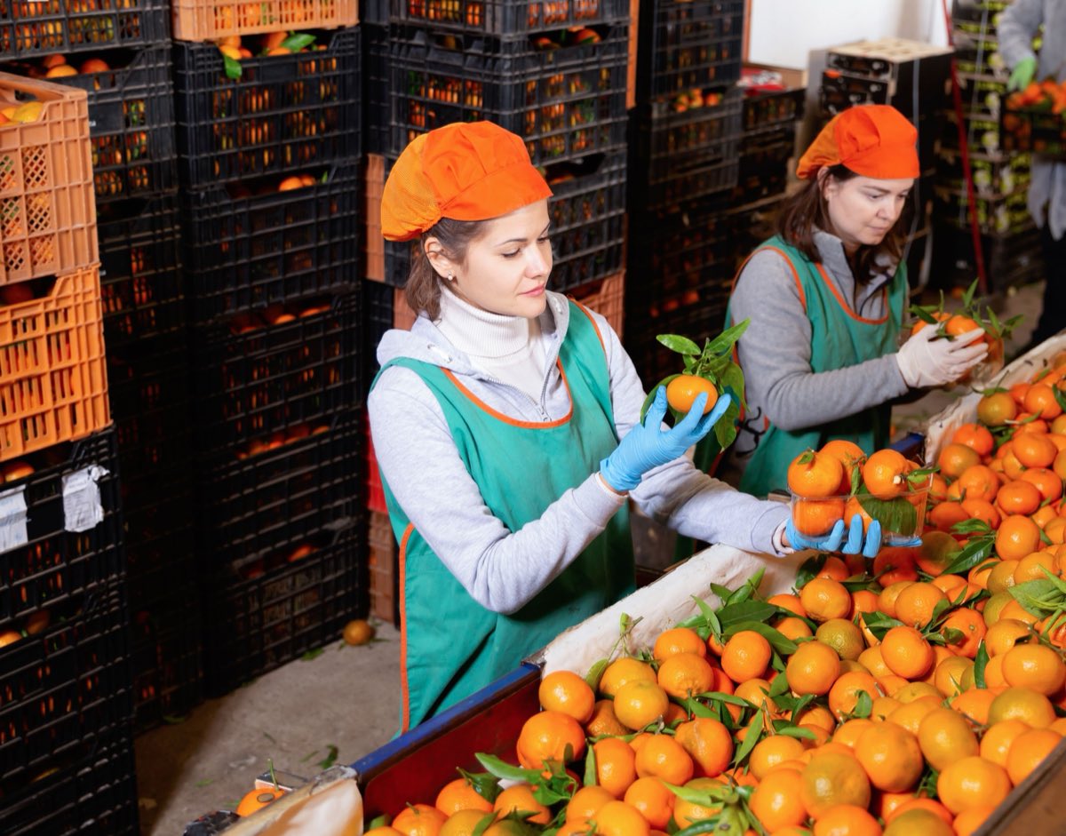 Frutas sendo beneficiadas no packing house